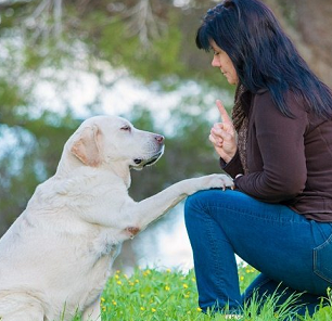 I’m working on training my dog